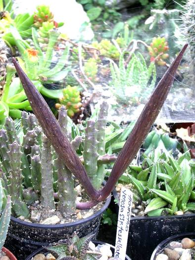 Stapelia variegata - FRUCTE ASCLEPIADACEAE