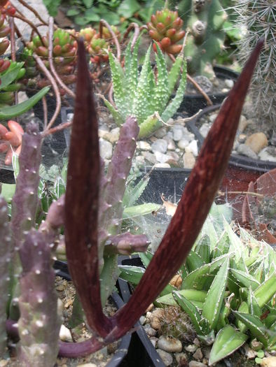 Stapelia variegata; Colectia Gino
