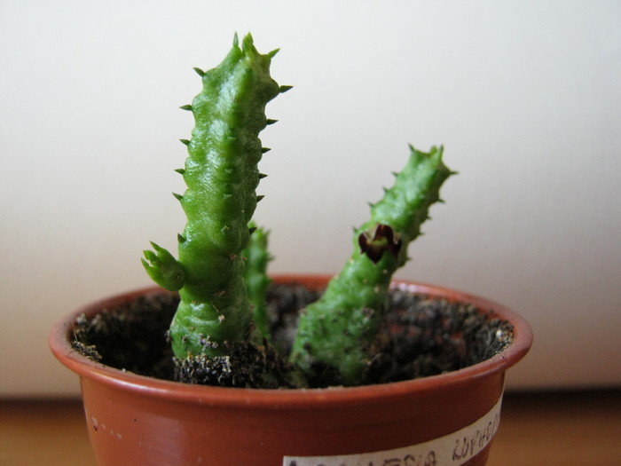 Bainesia Lophophora; Colectia Vigaruviany Ana Maria
