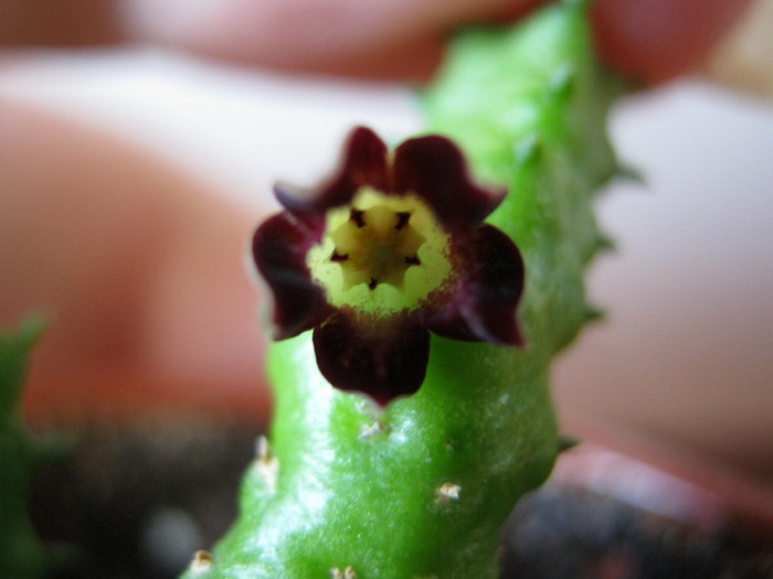 Bainesia Lophophora; Colectia Vigaruviany Ana Maria
