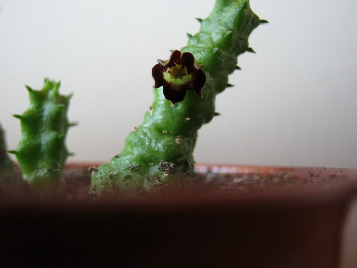 Bainesia Lophophora; Colectia Vigaruviany Ana Maria
