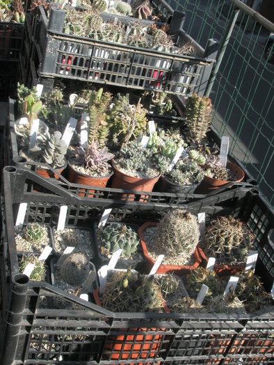 laditele cu cactusi -dinspre strada - Iernare 2010