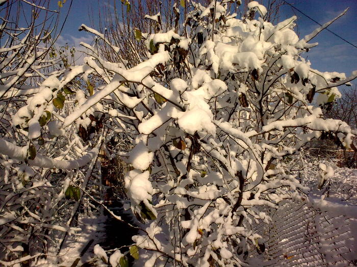 Image0914 - iarna in sat