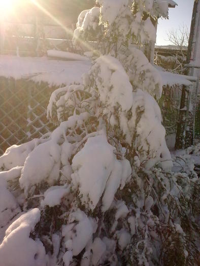 Image0917 - iarna in sat