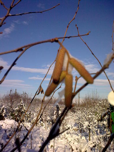 Image0920 - iarna in sat