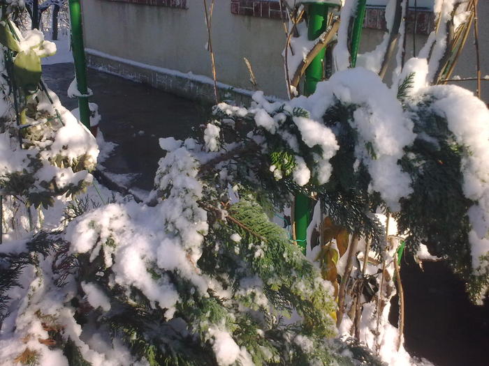 Image0922 - iarna in sat