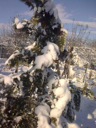 Image0923 - iarna in sat