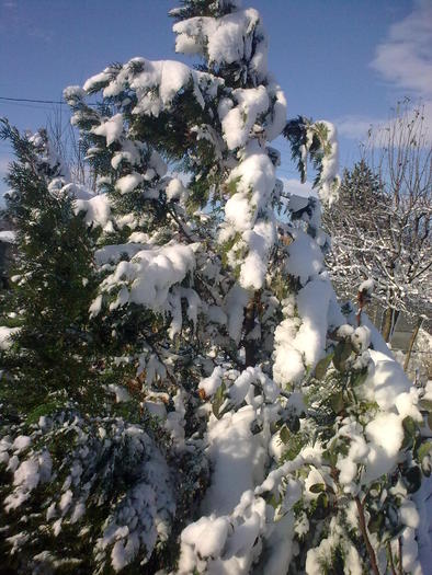 Image0925 - iarna in sat