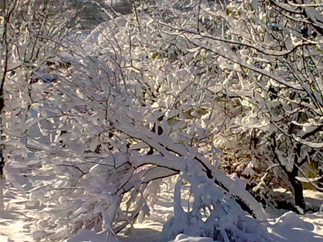 Image0926 - iarna in sat