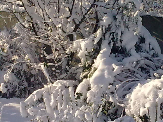 Image0929 - iarna in sat