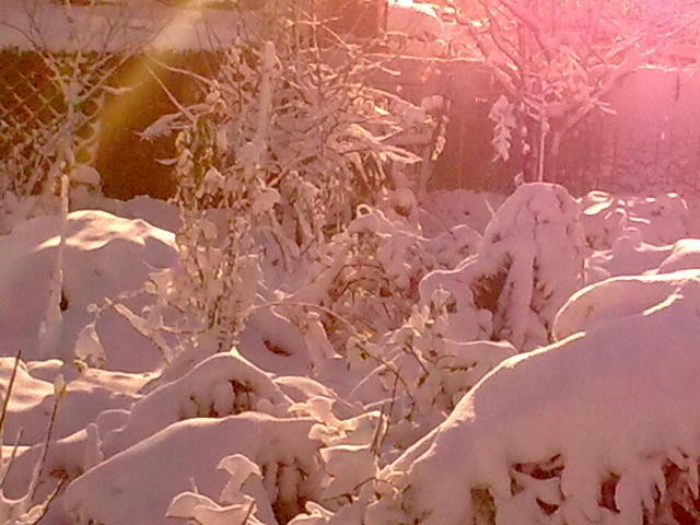 Image0931 - iarna in sat