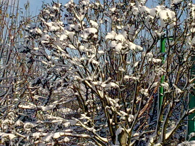 Image0932 - iarna in sat