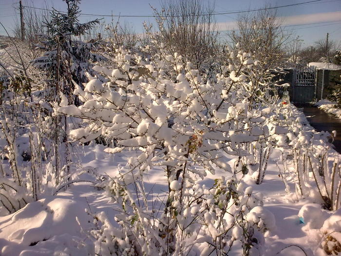 Image0921 - iarna in sat