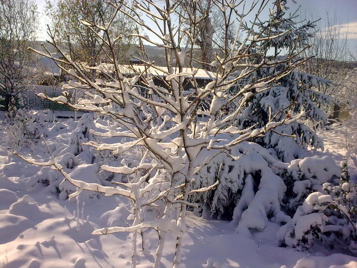 Image0924 - iarna in sat