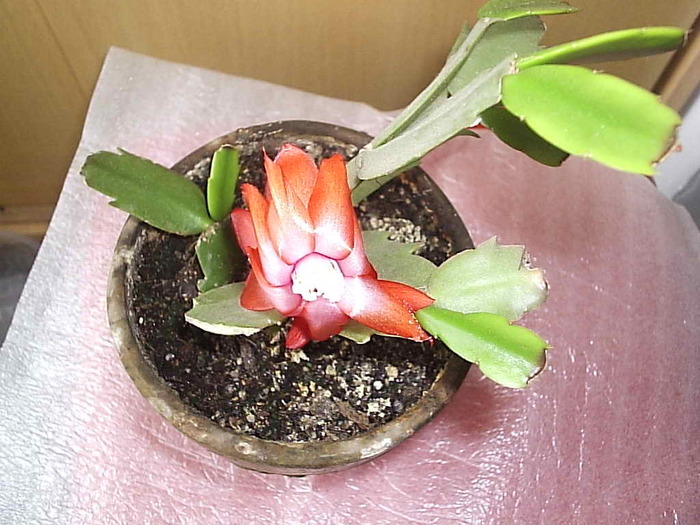 07.12.2010 - schlumbergera