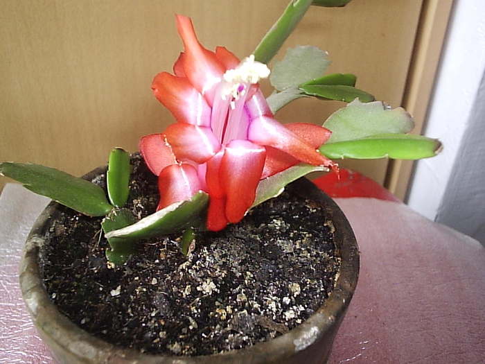 07.12.2010 - schlumbergera