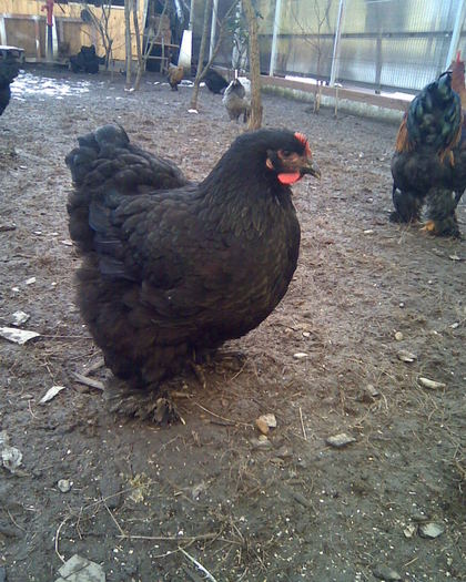 2010 - Cochinchina urias negru