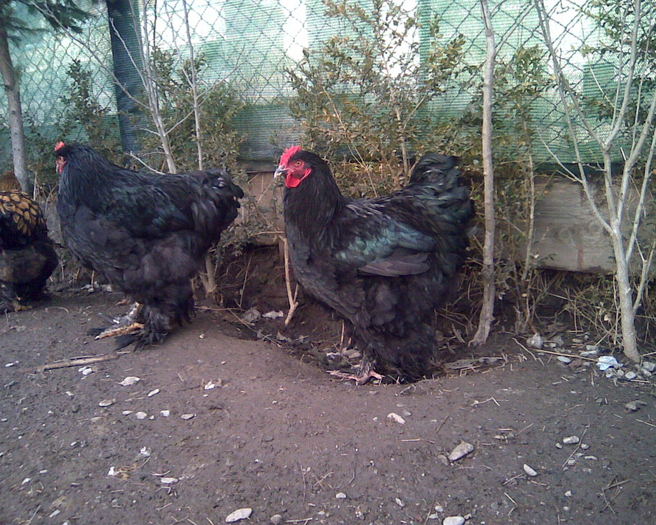 2010 - Cochinchina urias negru