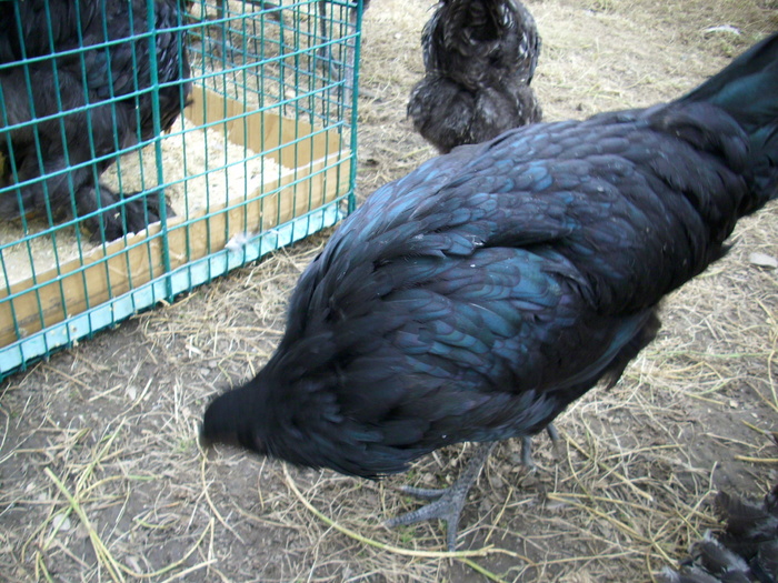 2010 - Australorp