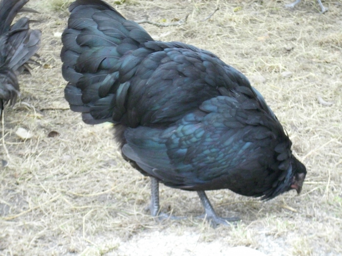 2010 - Australorp