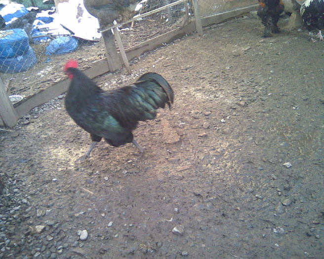 2010 - Australorp