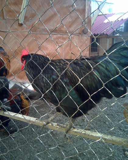 2010 - Australorp