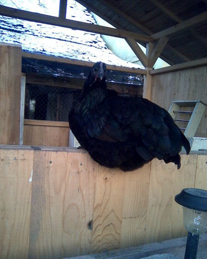 2010 - Australorp