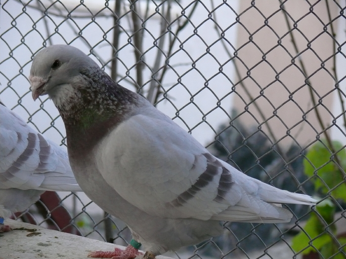 Mascul 2008 - Decembrie 2010