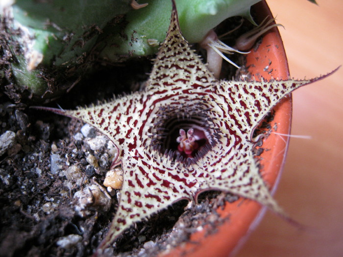  - stapelioides