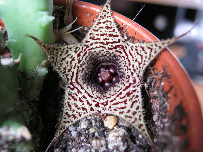  - stapelioides