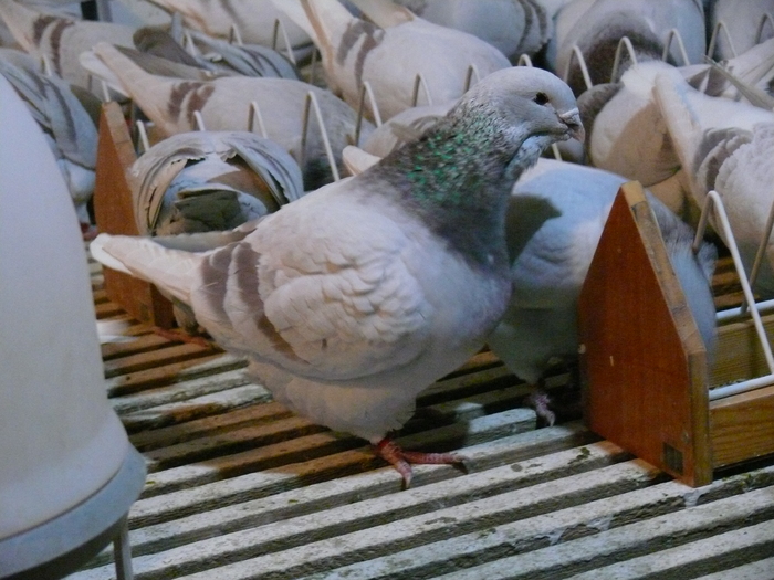 Mascul 2010 - Decembrie 2010