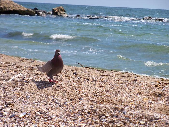 si el la plaja... - porumbei