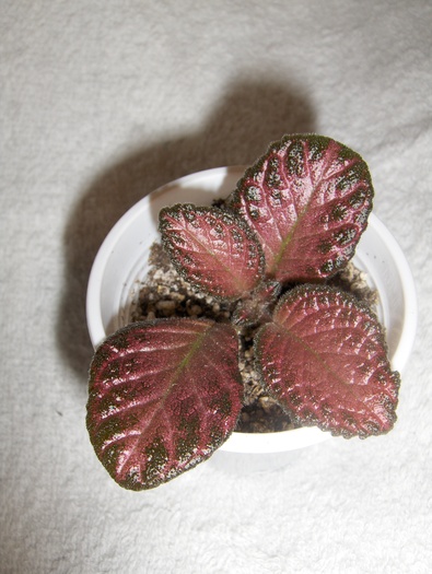 Strawberry Patch - Episcia