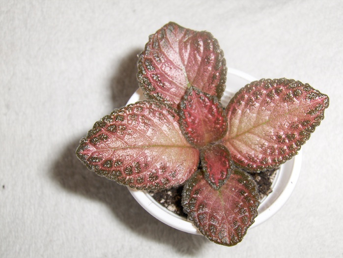 Country Clown - Episcia