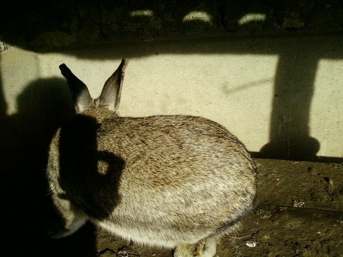 SP_A0140 - iepuri