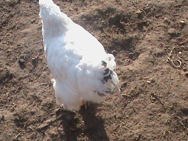 DSC01784 - poze pui de gaina