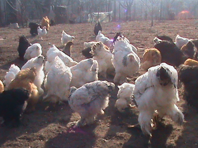 DSC01807 - poze pui de gaina