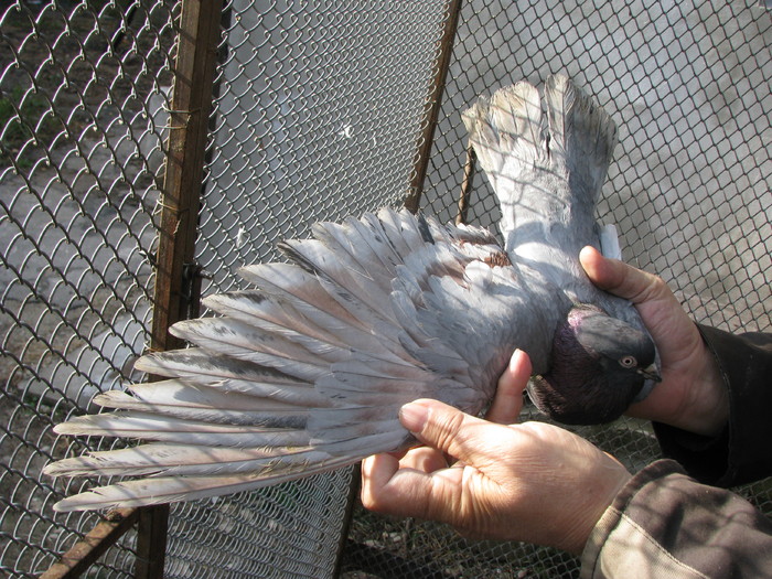 ALBASTRU DE PLOIESTI