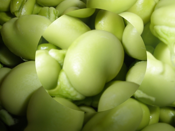 Fasole verde - Vand Pastile Jiffy - pastile de turba pentru rasaduri de diverse dimensiuni