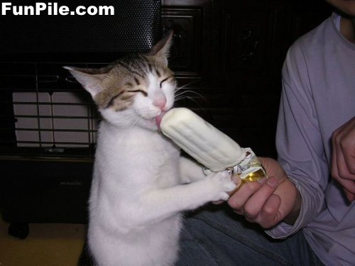 funnycat-06 - animale comice