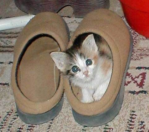 600 - animale comice