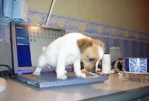 690 - animale comice