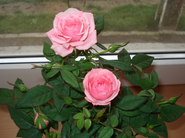 florii 025=amintire