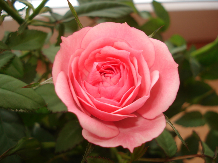 florii 028