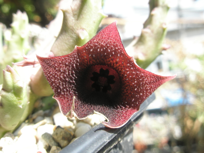 floarea dupa amiaza - keniensis v keniensis