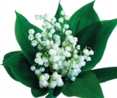 25329436_GLXDZQVWA - flori