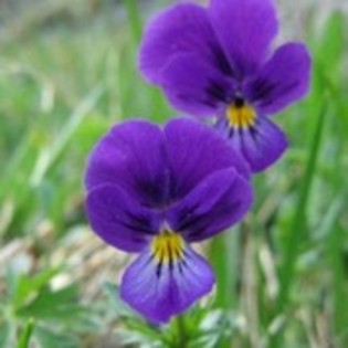 25329546_PCDZKWXIK - flori