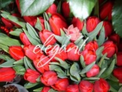25329784_VUNEUZBRP - flori