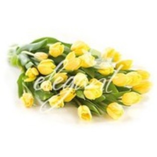25329785_VBVGHZTZS - flori