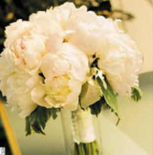 25329787_QGWTAANMK - flori